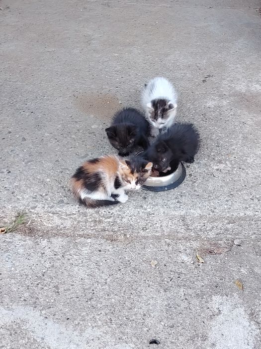 Donez 4 pisicuțe mici