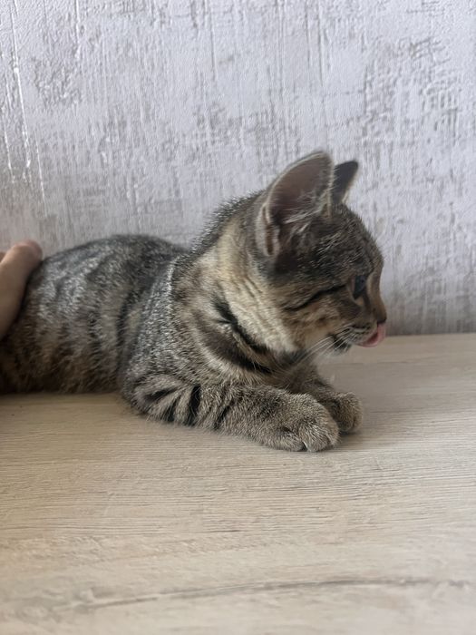 Кошечку отдадим в добрые руки