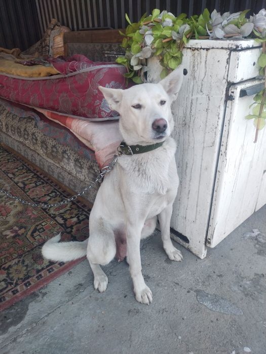 Отдам щенят в хорошие, добрые руки.