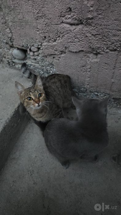 Uy mushugi sotiladi