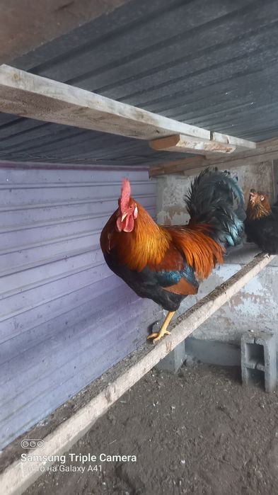 Продам молодые петухов