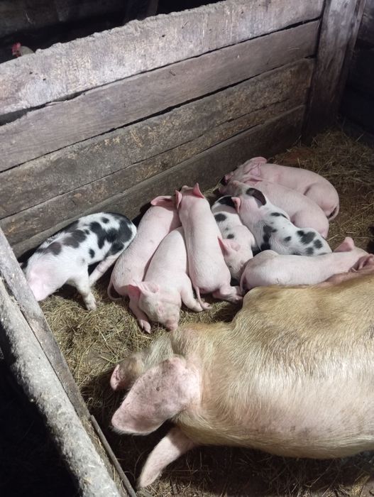 Продам поросят..