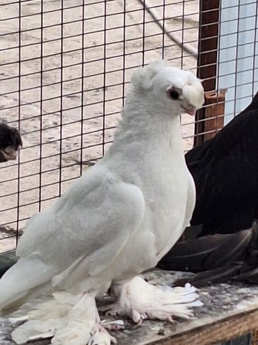 Продам Белых двух чубых голубей .самцы.плод 100%