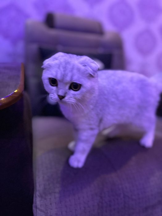 Диёр2017Биллура2015