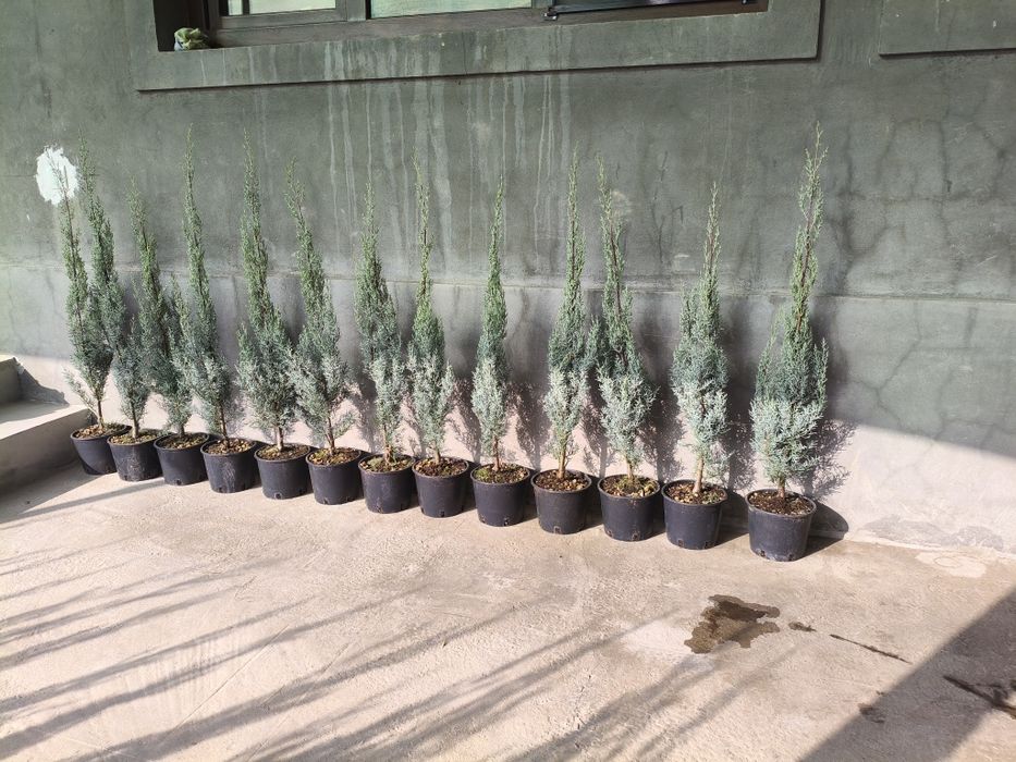 Арча Аризонская кепарис сотилади