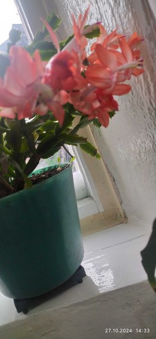 Комнатный цветок декабртст