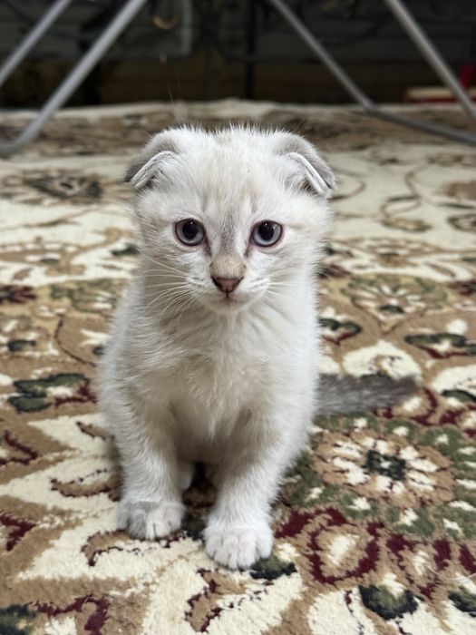 Шотландские кошки