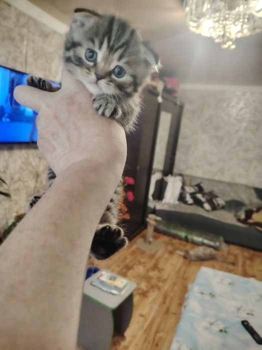 Шотландские малыши