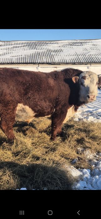 Ак бас букалар бычки сатылады.