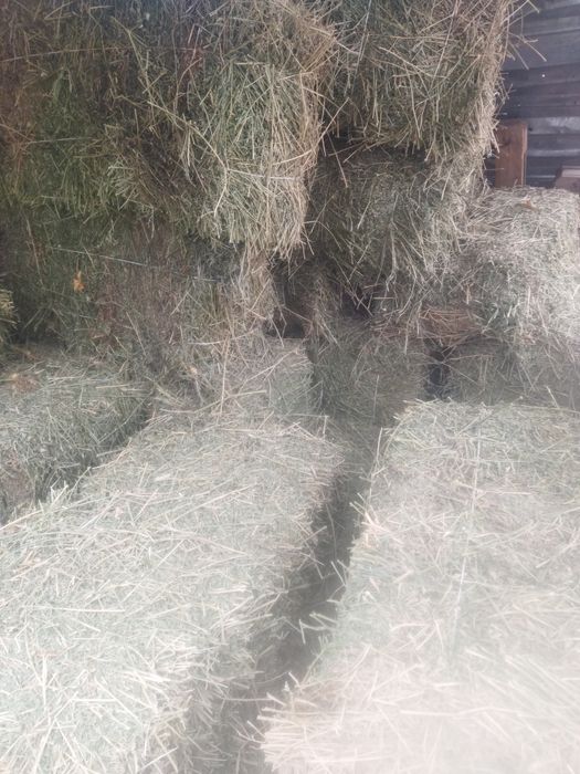 Жоңышқа Клевер бар