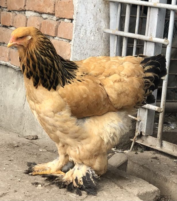 Gaini brahma columbia