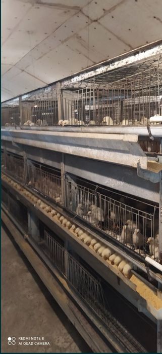 Клетка для курицы qletka bruler tovuq uchun
