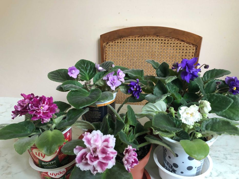 Фиалки фиолетовая ,розовая .белая