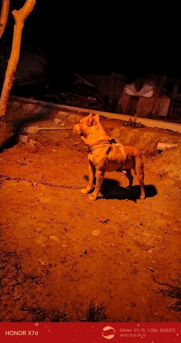 Kuchuk bola 1 yoshda