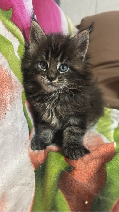 Котята мейнкуны!