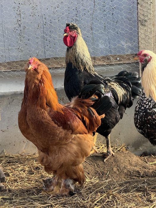 Cocos motat, barbos si pintenat