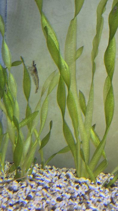 Криветки для аквариума.