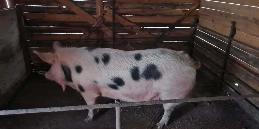 Свиня майка бременна на 1 месец