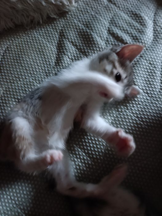 Сладки малки котенца