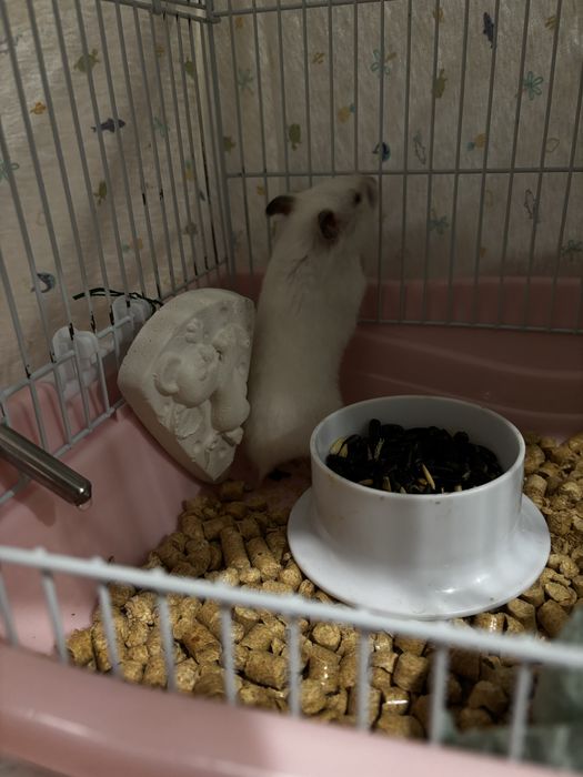 Продам сирийского хомяка