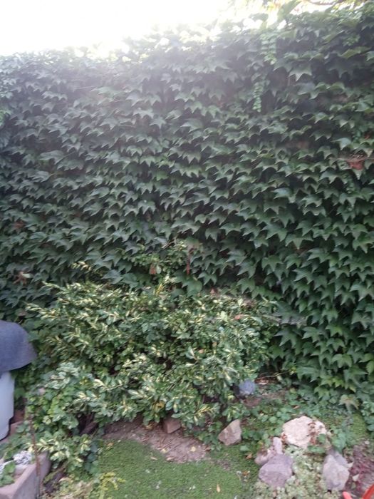 Дивичий виноград - Вичи