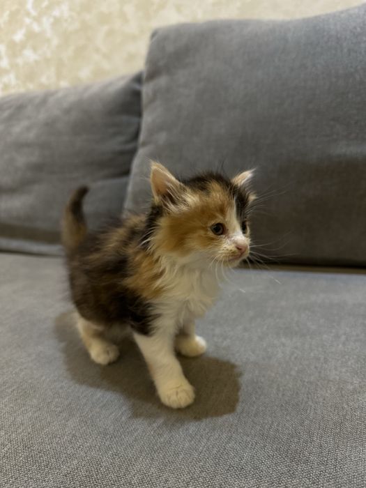 Отдам в добрые руки котят