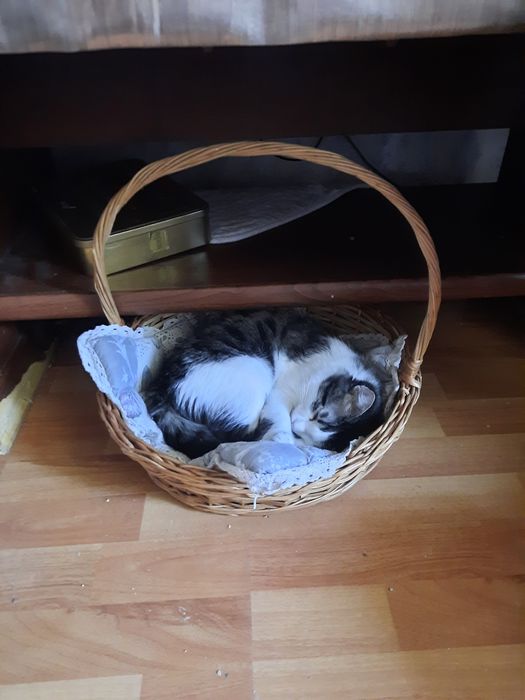 Молодой кот 7 месяцев