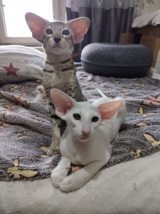 Ориентальный котёнок