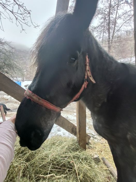 Vând cal foarte cuminte