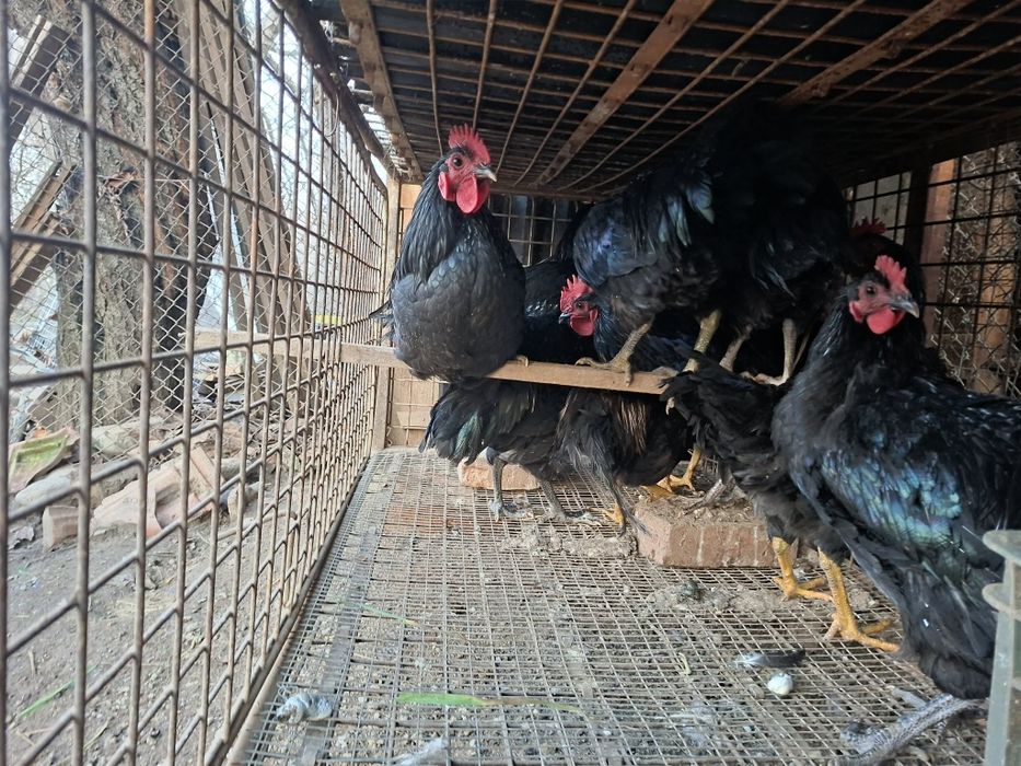 Продавам петли и джинки за разплод и месо