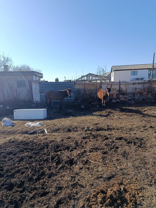 Лошади байтал 3 года