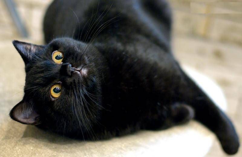 Британец подросток