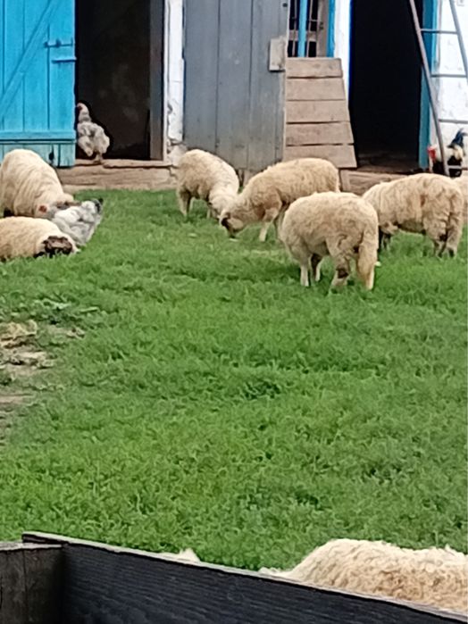 Vand 16 carlani de anul asta