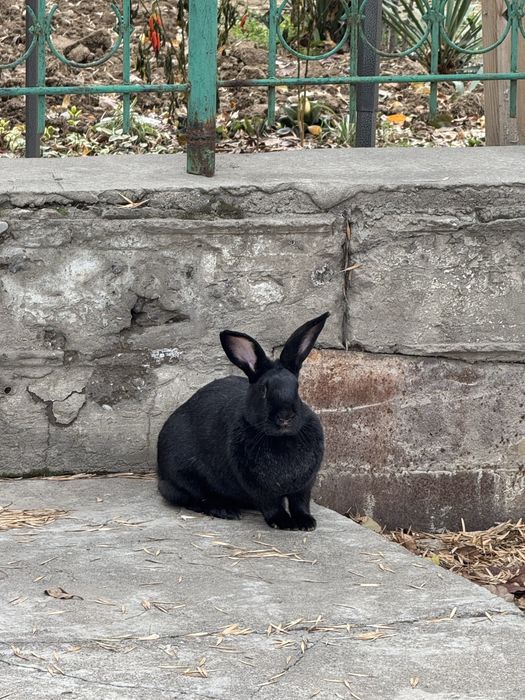 quyon sotiladi xar xil