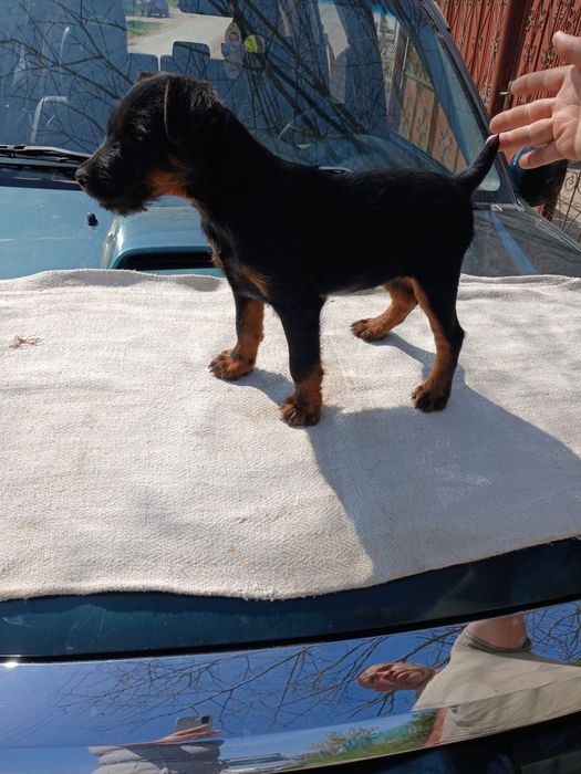 Felema Jagd terrier catel- caini in varsta de 2 luni