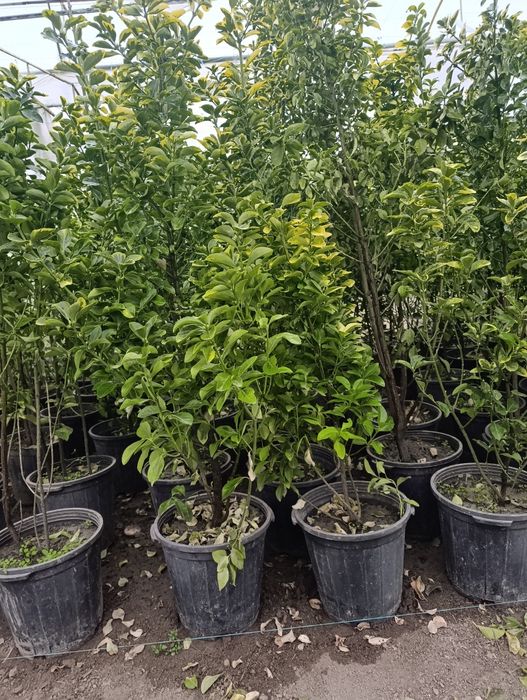 Манзарали ва мевали дарахт кучатларимиз сотувда оладиганлар тел