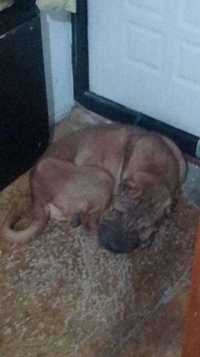 Шарпеям нужен дом!