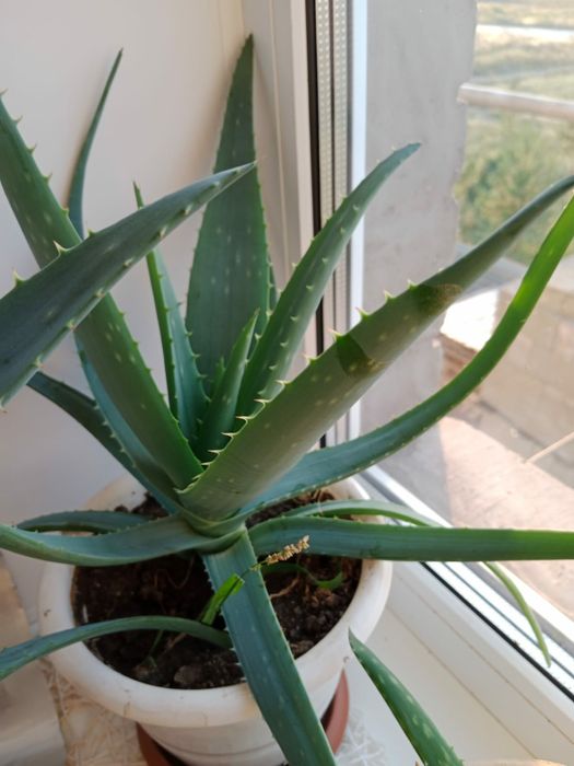 Продам алоэ Вера.