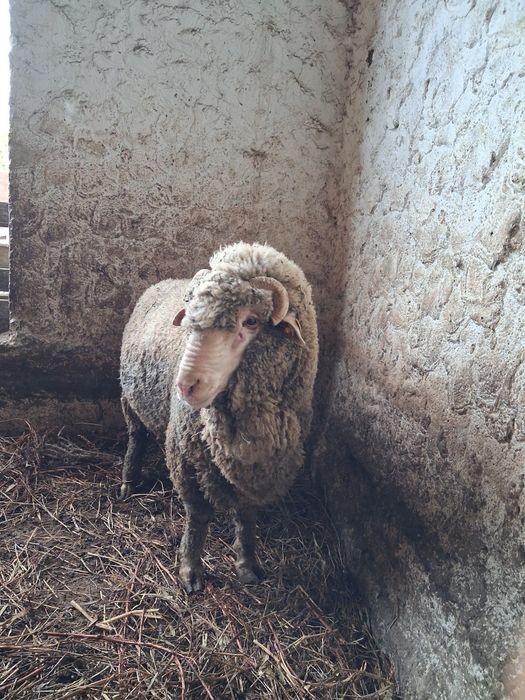 Vând berbec merinos de palas mior.