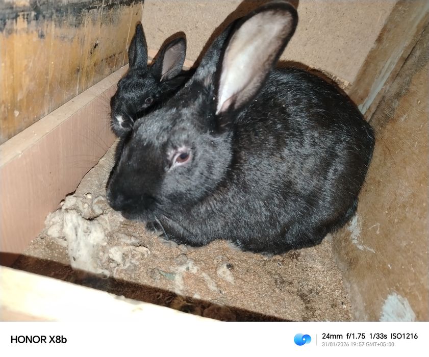 Quyonlar sotiladi onasi va bolalari bilan