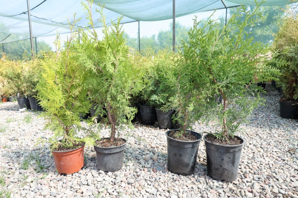 Горшки для цветов(Гуллар учун туваклар)б/у холатида