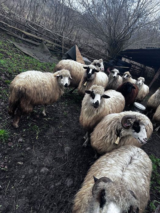 Vând oi. Detalii la numărul de telefon  vând oi detalii la telefon