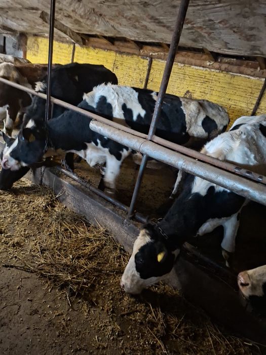 Vând Junici Holstein cu certificat de origine