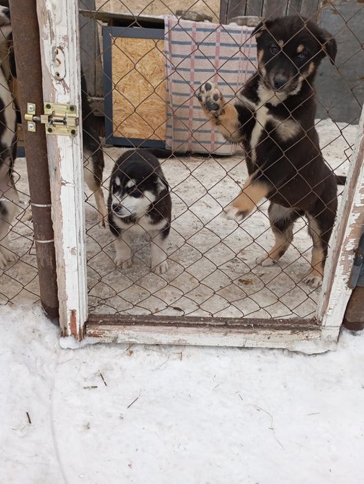 Отдам щенков в добрые руки