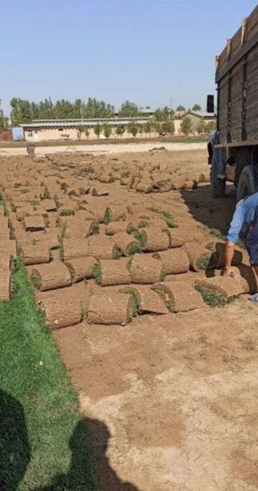 Газон екиш хизмати   yevro gazon tayyor ruloni ekamiz va yevro sepamiz