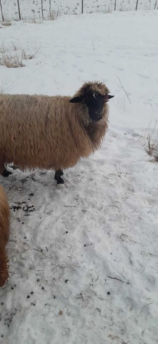 Vând mioară a făta.