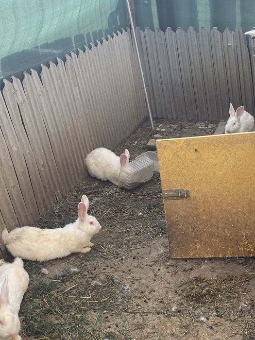 Iepuri neozeelandezi albi de vânzare – sănătoși și bine îngrijiți