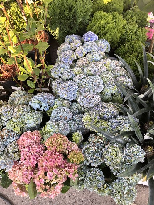 месные цветы приживаемость 100%