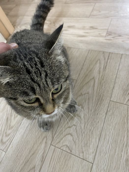 Отдам кошку в добрые руки