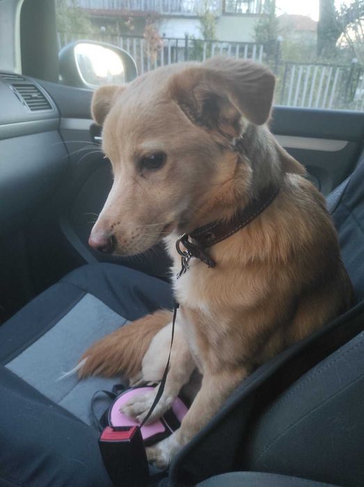 Търси се дом на Беба